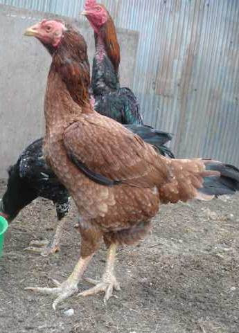  Gambar  Hobi Ayam  Tangkas Brazilian Adu Hybrid Kampung 