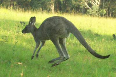 kangaroo caught mid-jump while still in the air