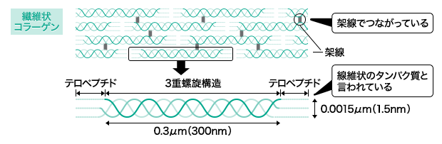コラーゲンの構造