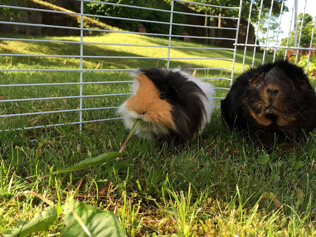 Hamish and Ralph, guinea pigs, cute guinea pigs