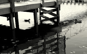 Ducks under the dock