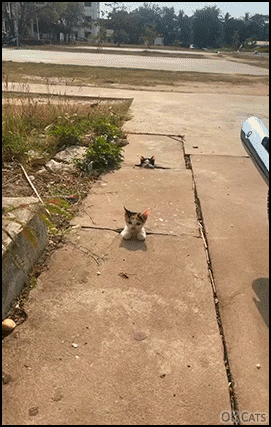 Cute kittens. Are the living on the street? Please 🙏 help them or adopt them.