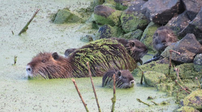 Myocastor coypus, Nutria, or Coypu