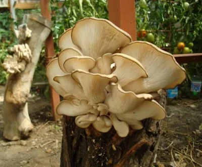 How many days mushroom grow?