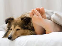 A dog sleeps at a person's feet