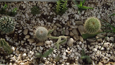 cactos, plantas suculentas, floresta de cactos