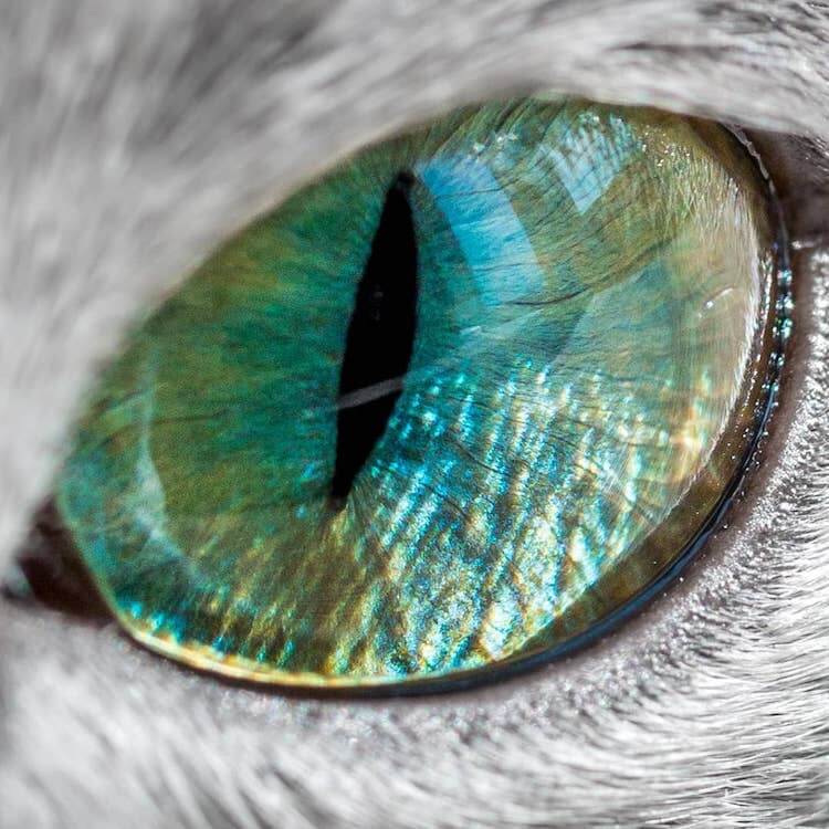 Stunning Pictures Of Silver Cat Sisters With Gorgeous Green Eyes