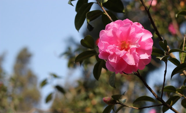 Camellia Flowers Pictures