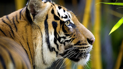 jungle tiger