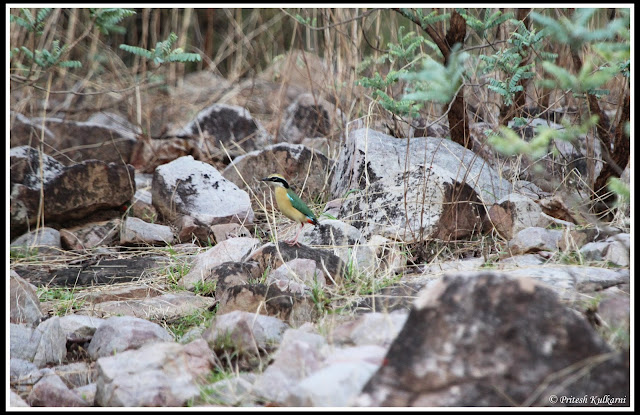 Indian Pitta at Tadoba