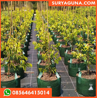 planter bag dari suryaguna 085646415014