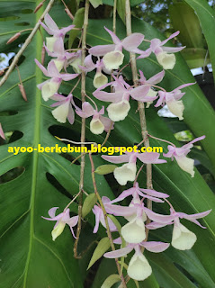 anggrek dendrobium aphyllum