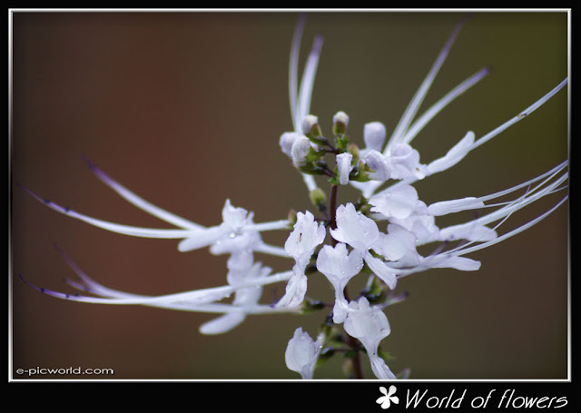 Java tea flower picture