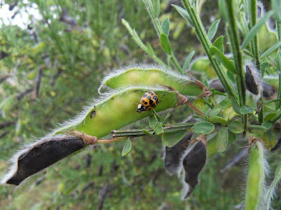 Harlequin Ladybird