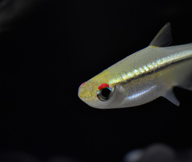 Ikan Seluang: Habitat, Classification, and Health Benefits