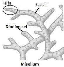 Hifa dan Miselium