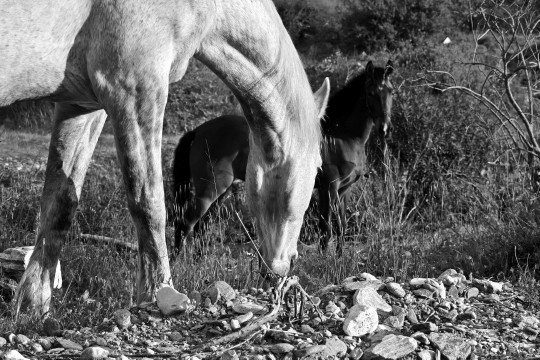 Άνδρος Λιβάδια Μαρία Λαμπριάδου Μεγάλος ποταμός άλογα