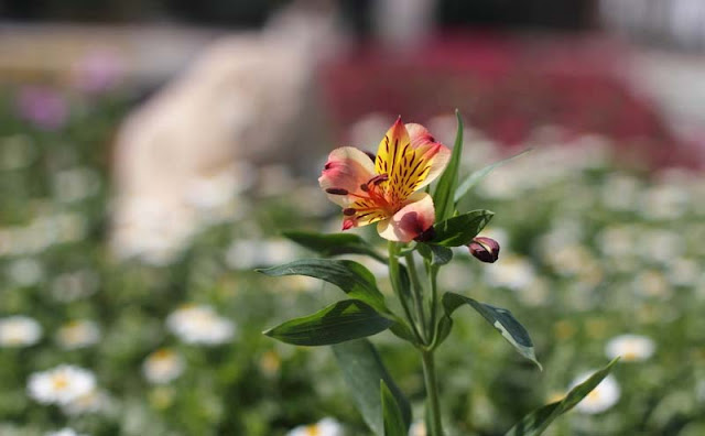 Peruvian Lily Flowers Pictures