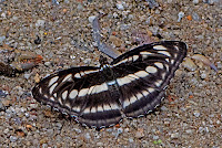 Athyma selenophora female