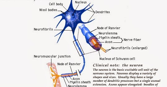 ASUHAN KEPERAWATAN LENGKAP: STRUKRTUR NEURON SEL