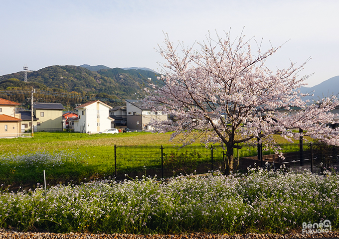 福吉駅の桜