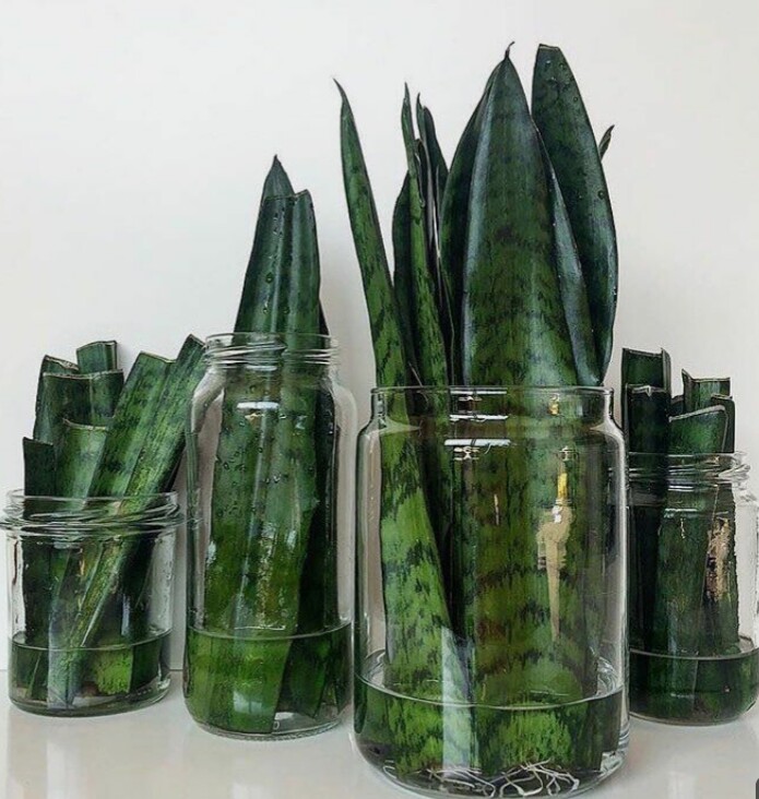 Sansevieria trifasciata desarrollando raíces a partir de sus hojas en frascos con agua