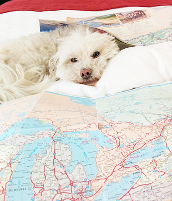 When traveling with your dog, keep an eye out for any sign of distress or illness.  We expect pet friendly places to be safe, but there could be dangers lurking!