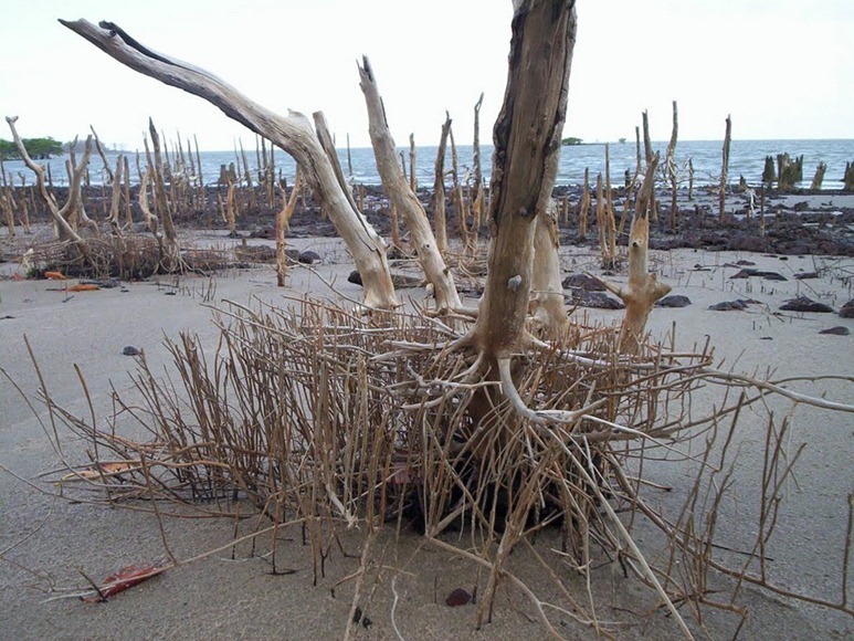 Pericáua - Maranhao, foto: Israel Gonçalves/Panoramio 1