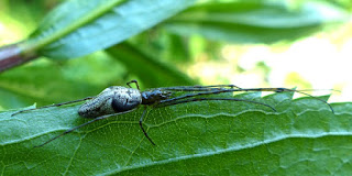 Araignées du genre Tetragnatha - Tetragnathidae - Photo d'araignée