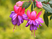 Imágenes de Flores. Fotografías Seleccionadas de Flores Naturales y . (flores en la pintura copia )