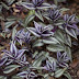 Tradescantia zebrina 