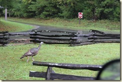 IMG_5122 - Copy
