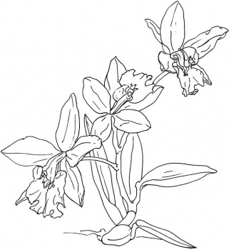 Download Coloring Pages for Kids: Orchid Flower Coloring Page