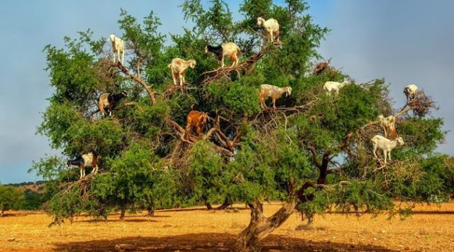 Uniknya kambing Maroko memanjat pohon