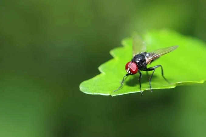 Flies dream Meaning | What does it means to see Flies in dream?| Dream about the distinction| Dream Meaning