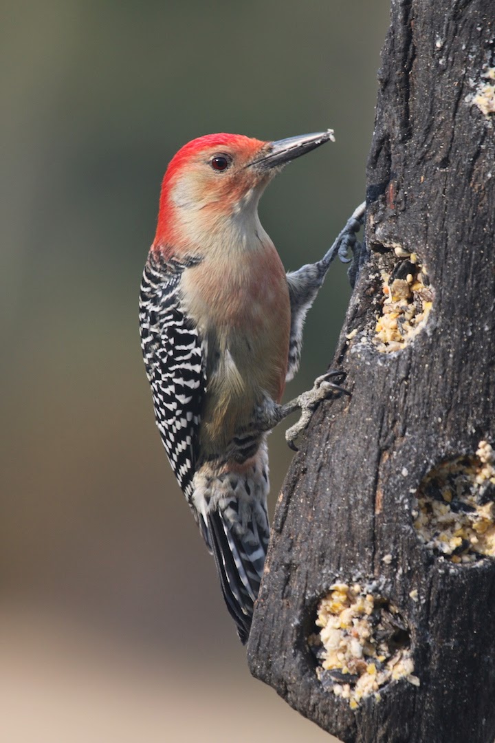 IMG_2372woodpecker-2014-10-24-12-56.jpg