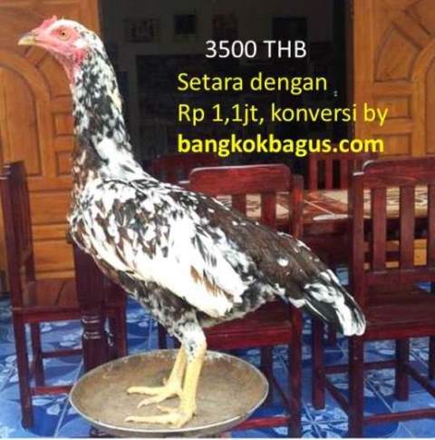 Edisi Harga Khusus!!! Sale ORIGINAL Ayam Bangkok Vietnam ...