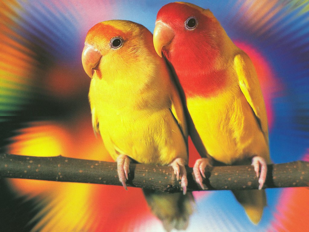 Pair Love Bird Wallpaper