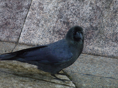 A crow in Tokyo