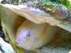 Diversos016