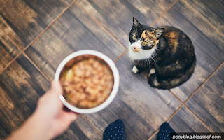 cara memberi makan kucing kampung