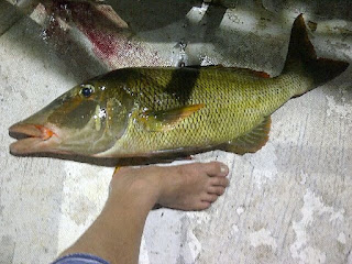 ikan lencam