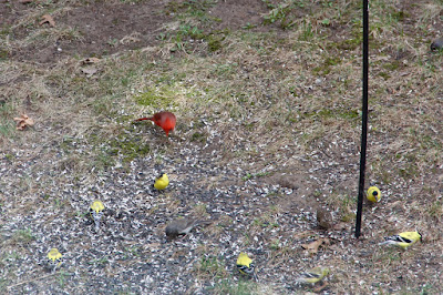 goldfinches, cardinal, junco and ???