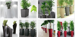 Indoor Plant Hire Melbourne