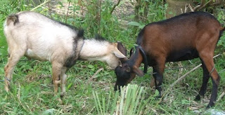 KARAKTERISTIK KAMBING KACANG