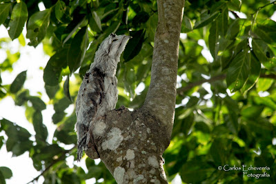 Aves de El Salvador