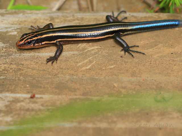 Plestiodon japonicus