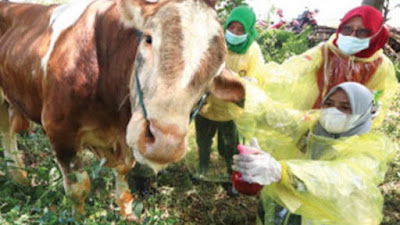Olahan Sampah Ini Disebut Mampu Mencegah Paparan PMK pada Hewan Ternak
