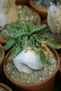 Euphorbia squarrosa - Plante à caudex 