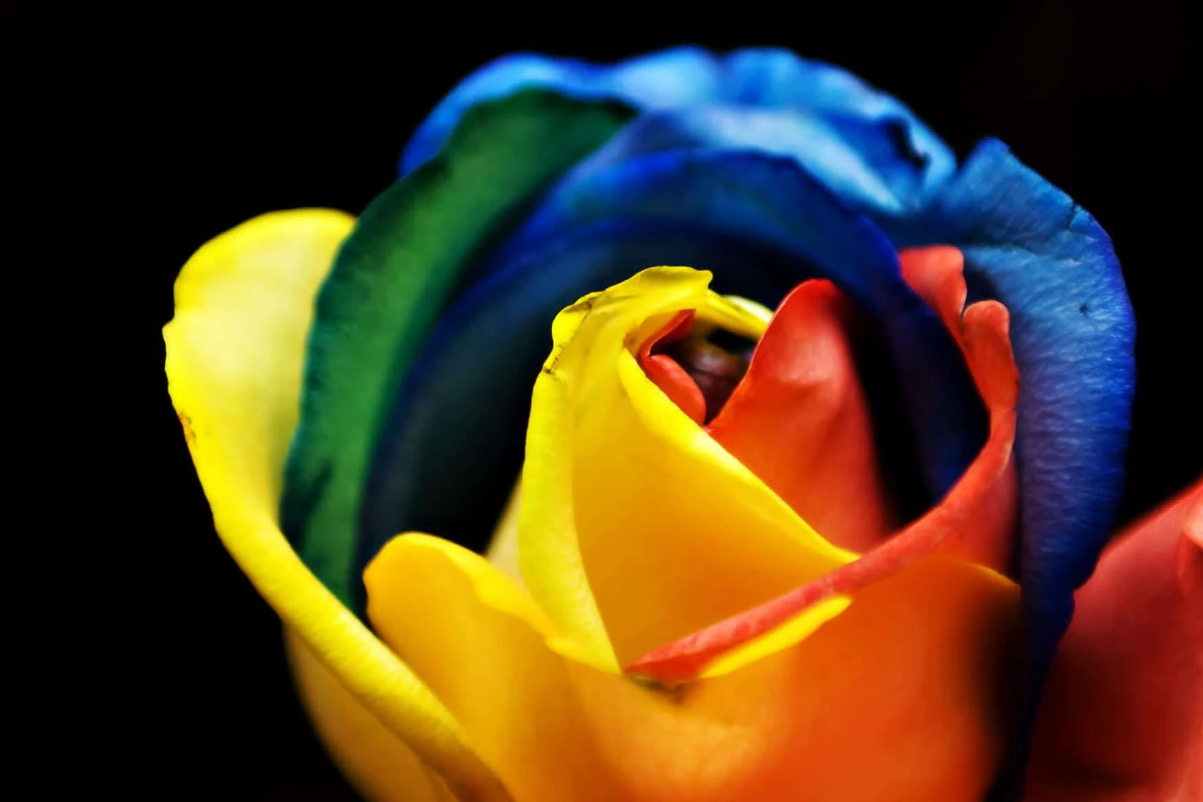 Picture of rainbow rose flower - Pictures of 20 colored roses - Pictures of 20 colored roses - NeotericIT.com